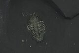 Pyritized Triarthrus Trilobites With Appendages - New York #64807-1